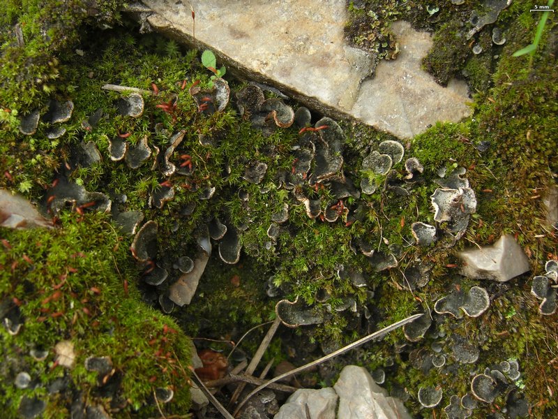 Peltigera lepidophora