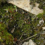 Peltigera lepidophora