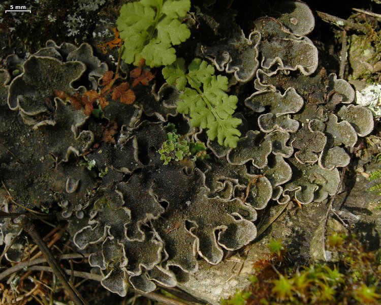 Peltigera lepidophora