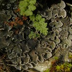 Peltigera lepidophora