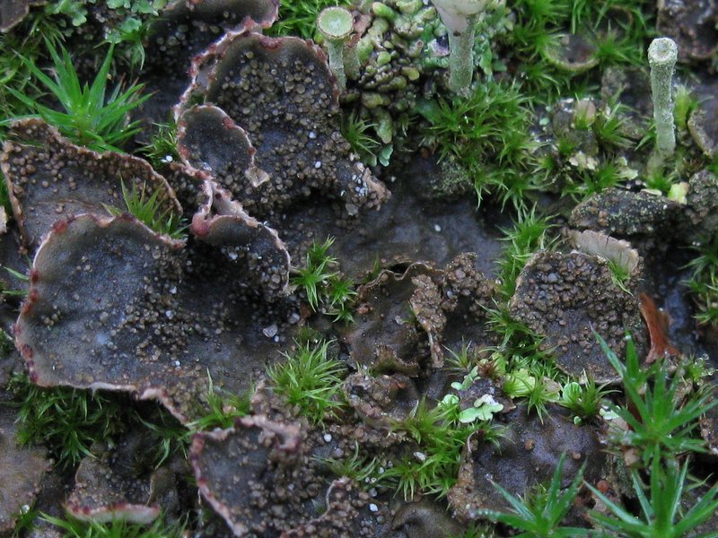 Peltigera lepidophora