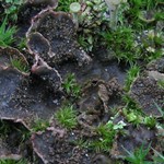 Peltigera lepidophora