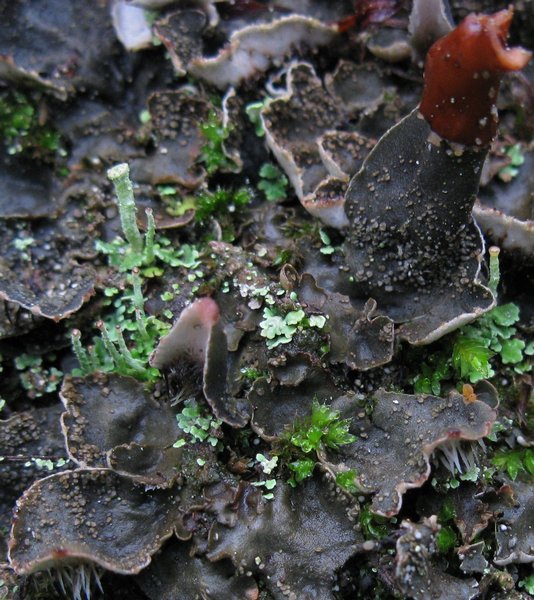 Peltigera lepidophora