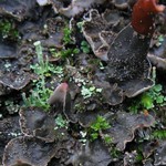 Peltigera lepidophora