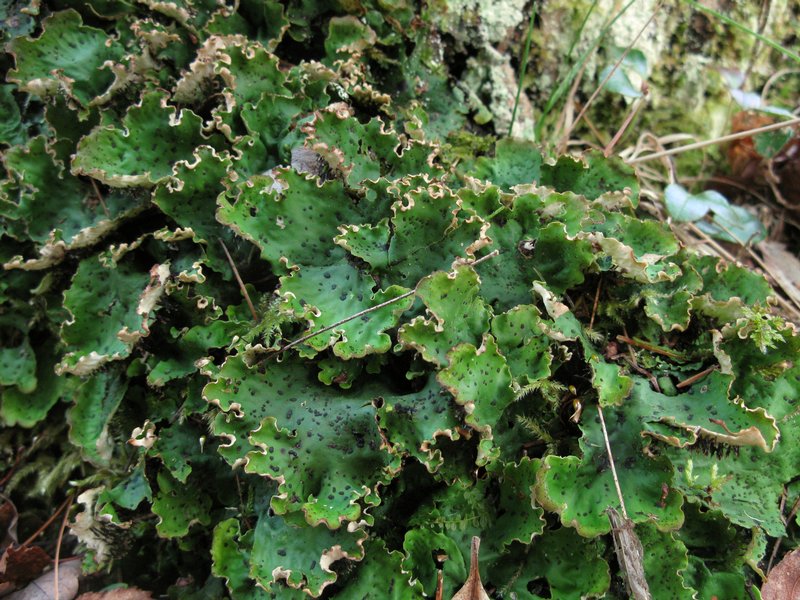 Peltigera leucophlebia