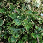 Peltigera leucophlebia