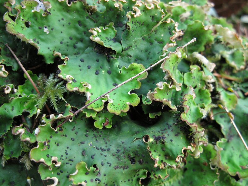 Peltigera leucophlebia