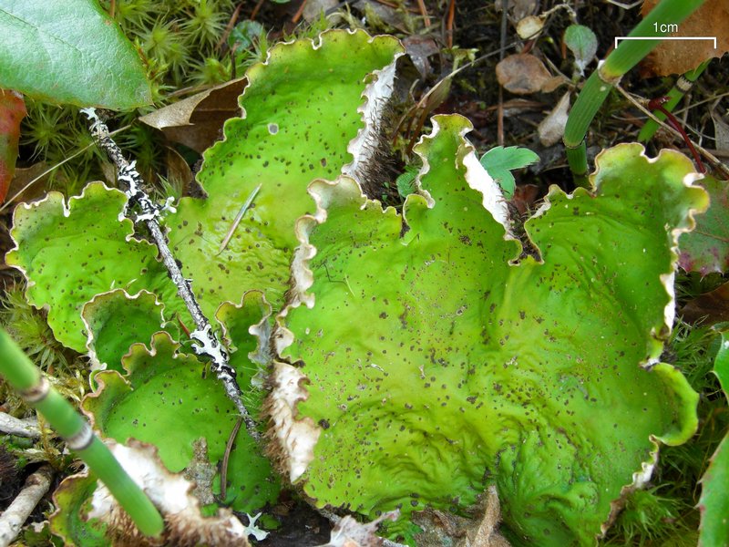 Peltigera leucophlebia