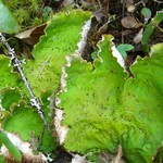 Peltigera leucophlebia