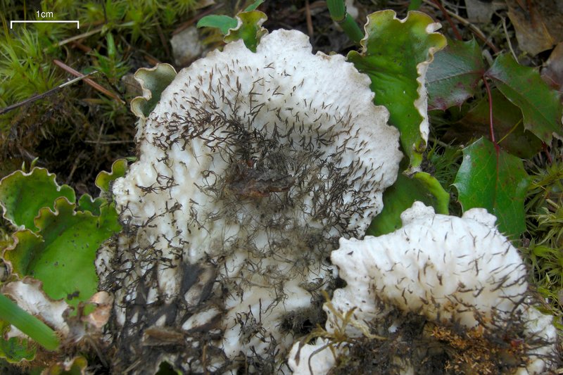 Peltigera leucophlebia