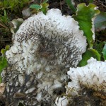 Peltigera leucophlebia