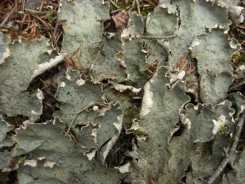 Peltigera leucophlebia