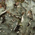 Peltigera leucophlebia