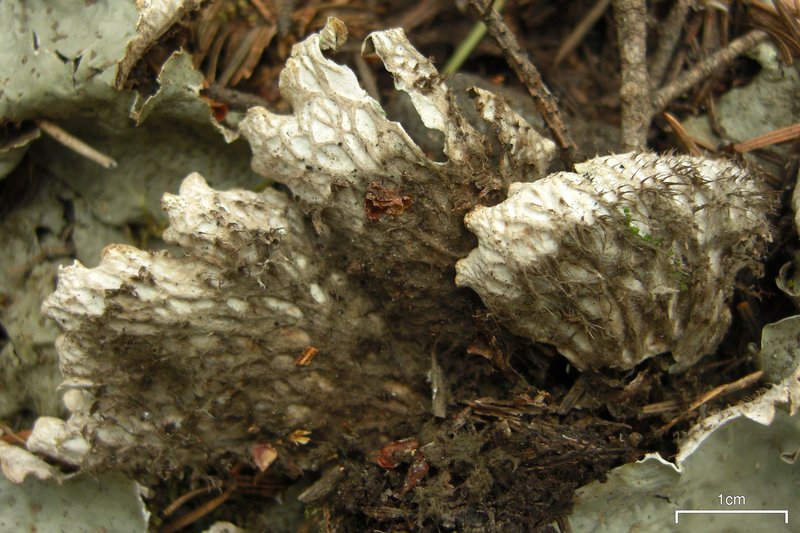 Peltigera leucophlebia