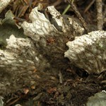 Peltigera leucophlebia