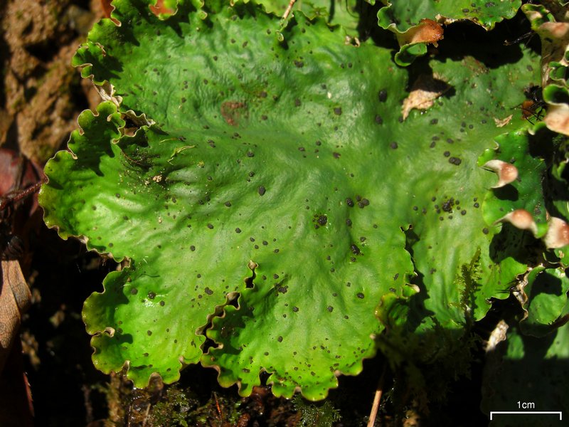 Peltigera leucophlebia