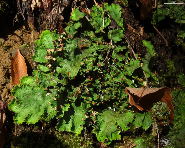 Peltigera leucophlebia