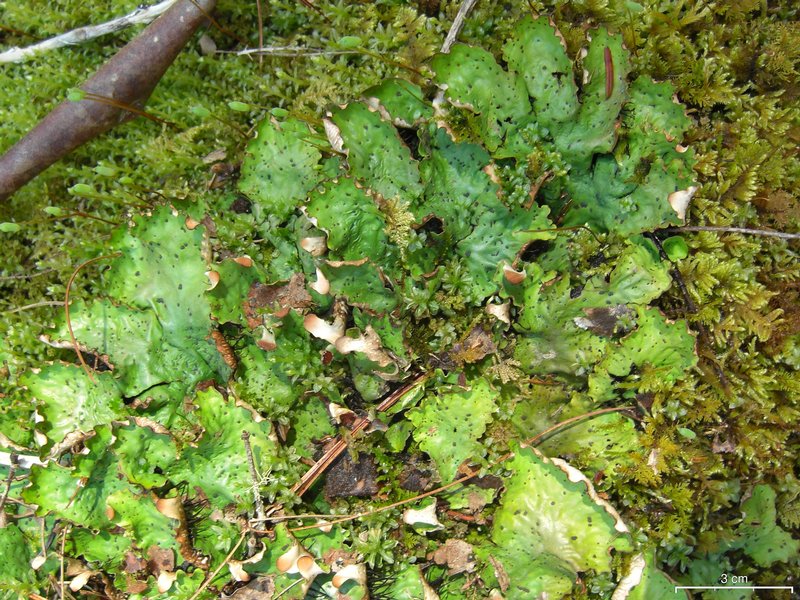 Peltigera leucophlebia