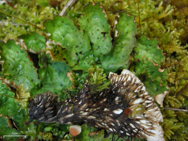 Peltigera leucophlebia