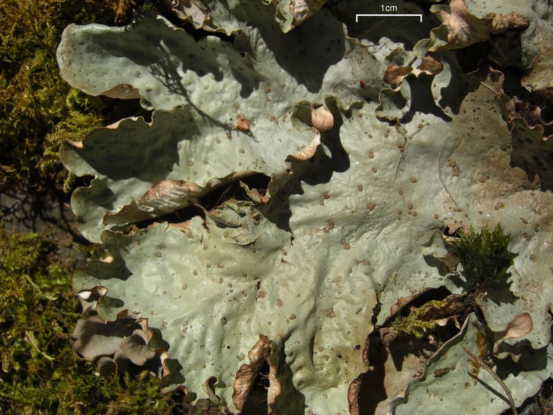 Peltigera leucophlebia