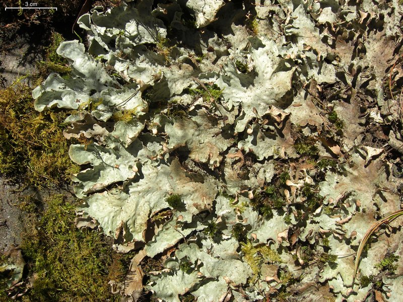 Peltigera leucophlebia