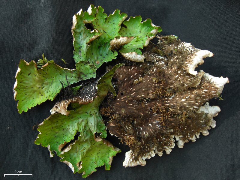 Peltigera leucophlebia