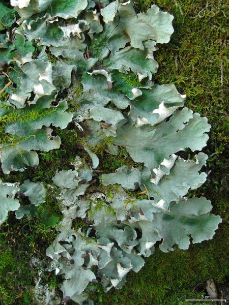 Peltigera leucophlebia