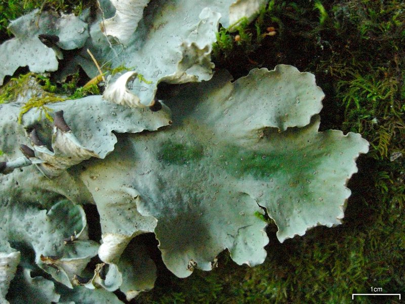 Peltigera leucophlebia