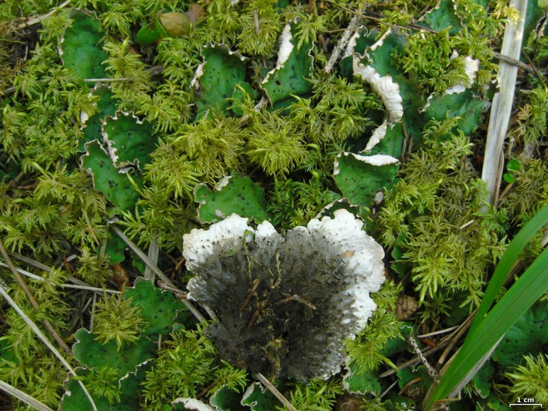 Peltigera leucophlebia