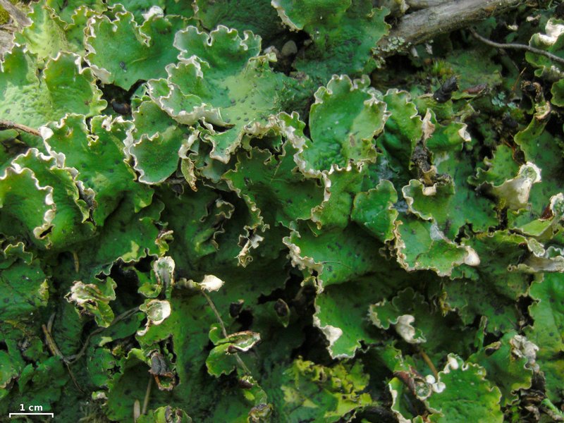 Peltigera leucophlebia