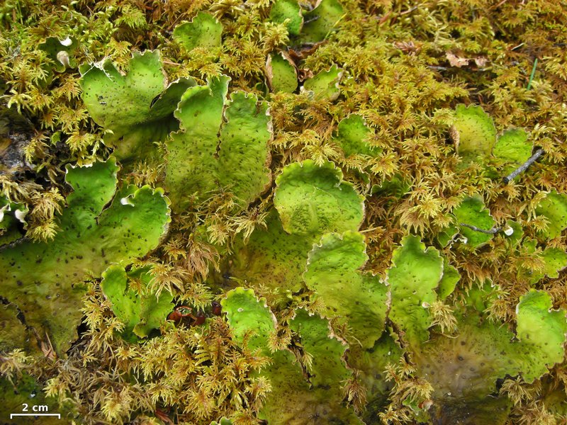 Peltigera leucophlebia