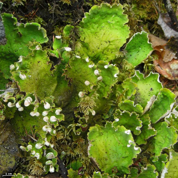 Peltigera leucophlebia