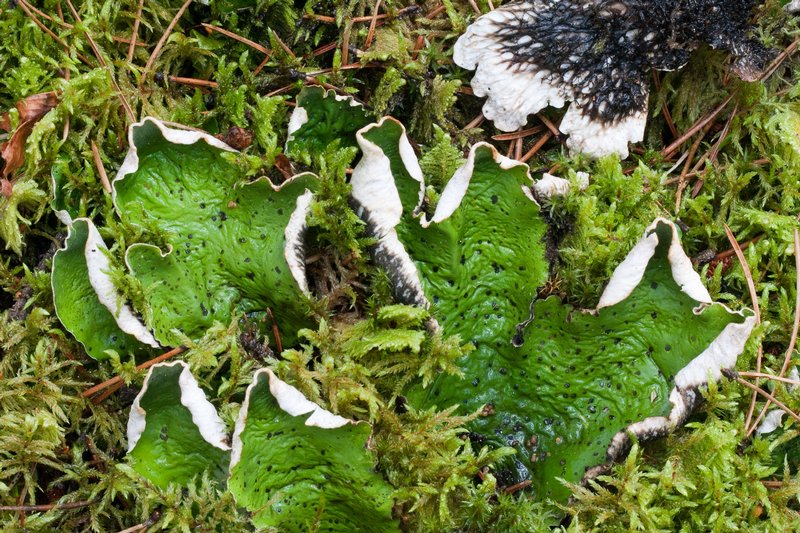 Peltigera leucophlebia