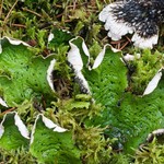 Peltigera leucophlebia