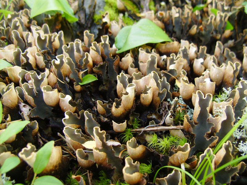 Peltigera malacea