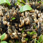 Peltigera malacea