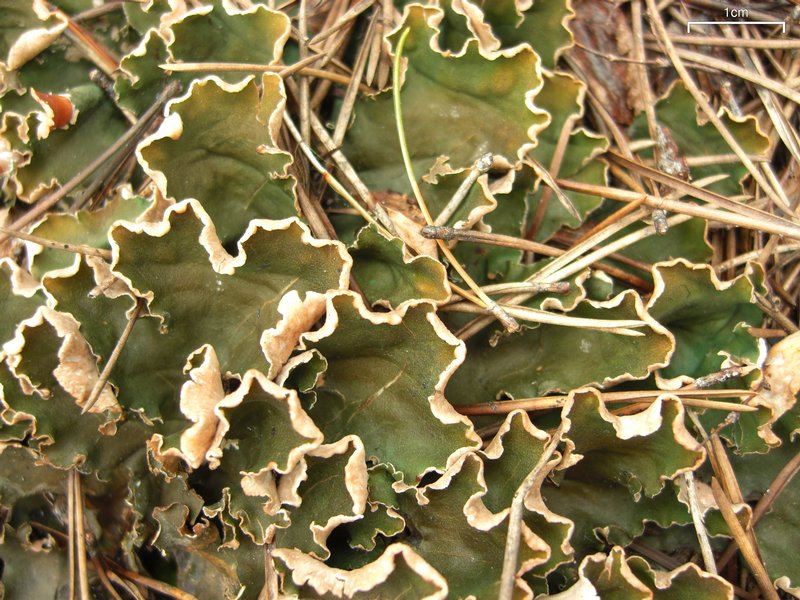 Peltigera malacea