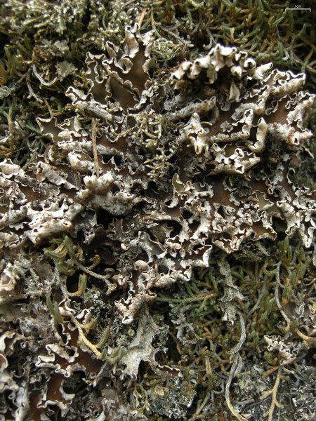 Peltigera malacea