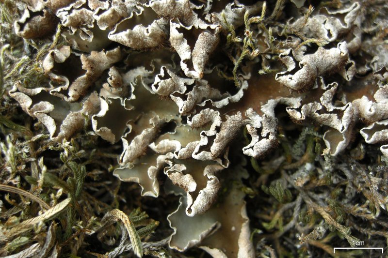 Peltigera malacea