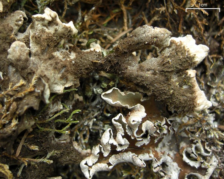 Peltigera malacea