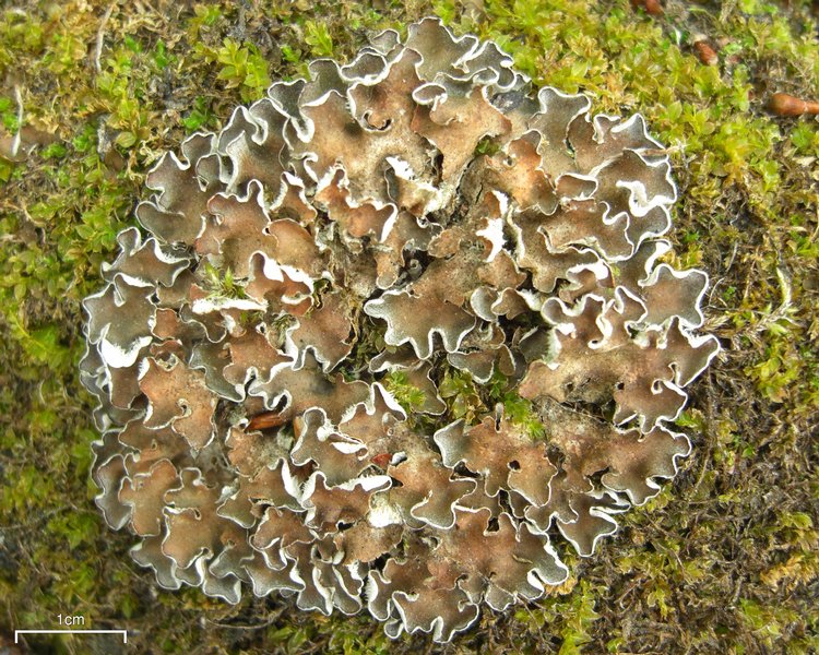 Peltigera malacea