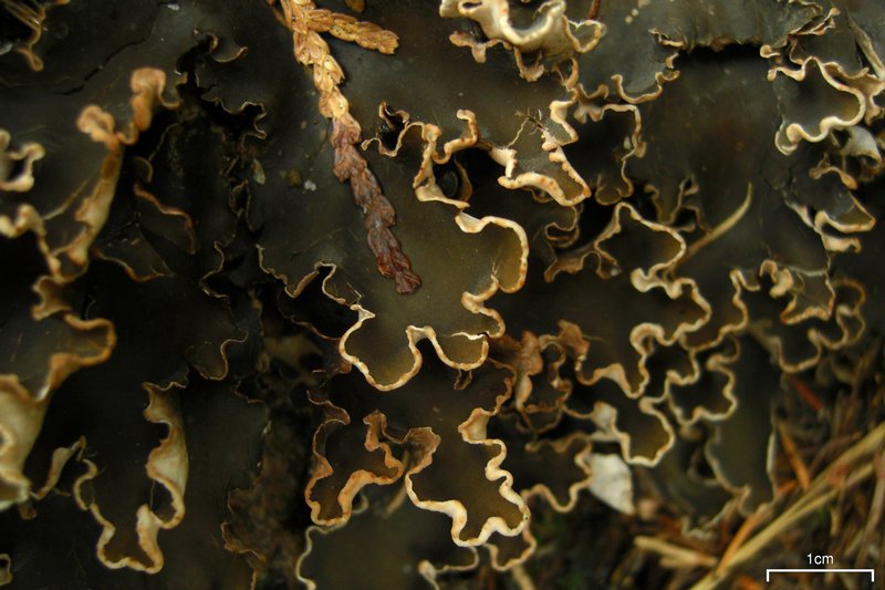 Peltigera malacea