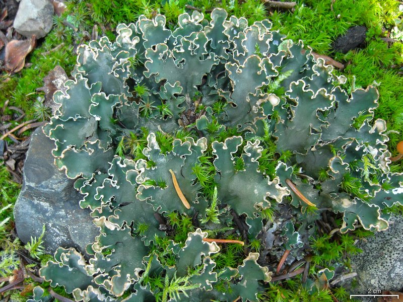 Peltigera malacea