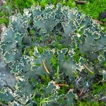 Peltigera malacea