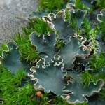 Peltigera malacea