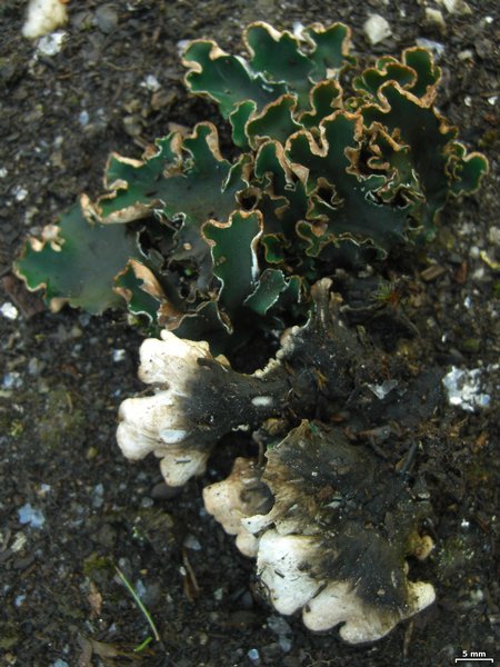 Peltigera malacea