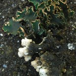 Peltigera malacea