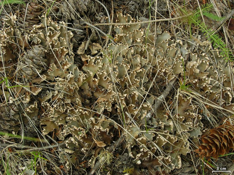 Peltigera malacea