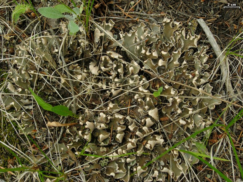 Peltigera malacea