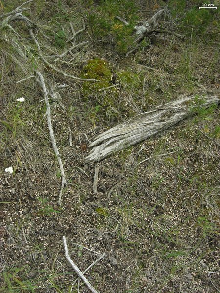 Peltigera malacea